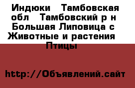 Индюки - Тамбовская обл., Тамбовский р-н, Большая Липовица с. Животные и растения » Птицы   